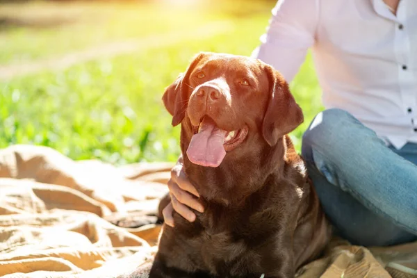 Cão com dono no parque — Fotografia de Stock