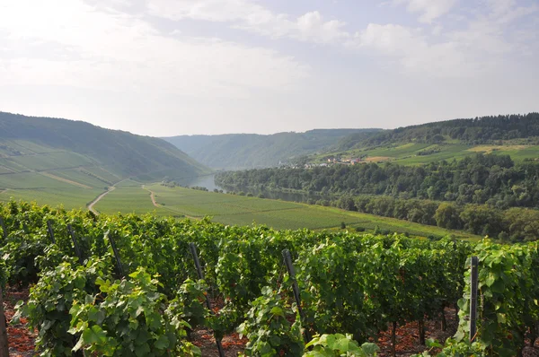 Winnice na wzgórzach w pobliżu Mozeli, Niemcy — Zdjęcie stockowe