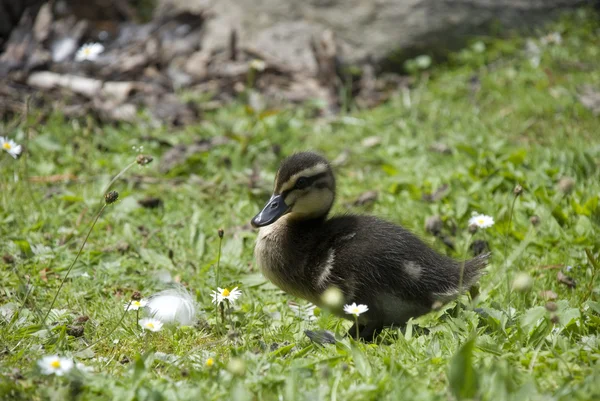 Mignon petit canard — Photo