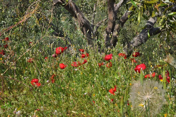 붉은 양 귀 비와 녹색 풀밭 — 스톡 사진