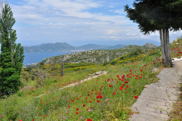 Pré vert avec coquelicots rouges — Photo