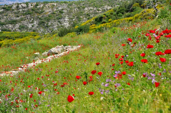 Padang rumput hijau dengan bunga poppy merah — Stok Foto