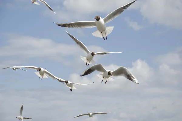 Flying flock of mediterranean gulls — Stock Photo, Image