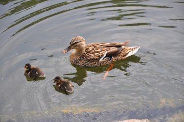 İki bebek dişi ördek