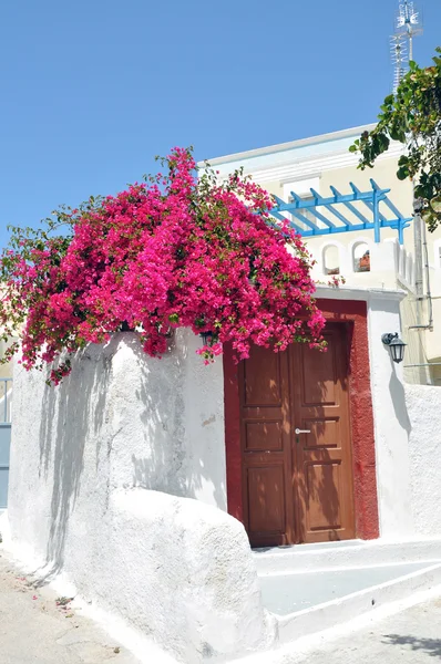 Růžový popínavé rostliny na bílý řecký dům, santorini island — Stock fotografie