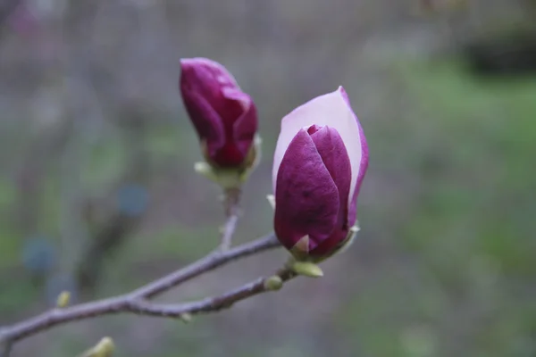 Magnolie înfloritoare — Fotografie, imagine de stoc