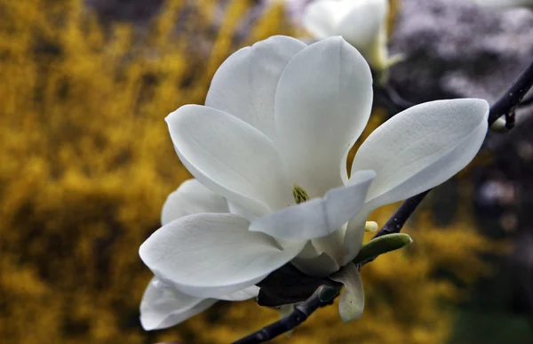 Çiçek açan Manolya — Stok fotoğraf