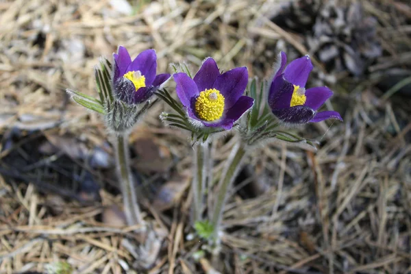 Pulsatílla pátens — Stok fotoğraf