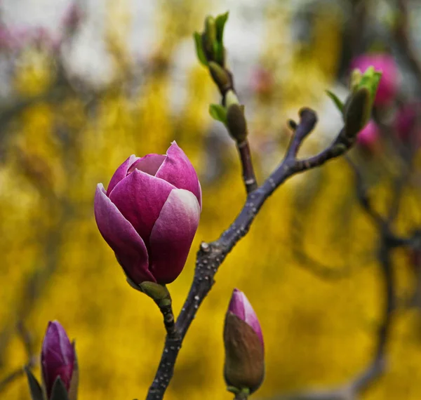 Magnolia in fiore — Foto Stock