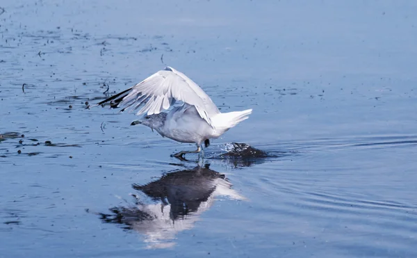 Gaivota — Fotografia de Stock