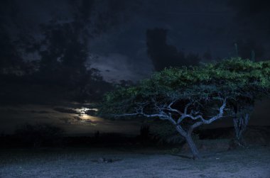 Karanlığın içinde bir ağaç