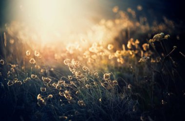 bitki, ışık, yakın plan, sıcak