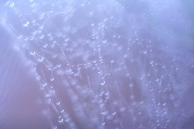 Su, damla, sabah, ışık