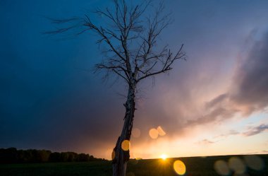 Fırtına, manzara, ağaç, damlalar,