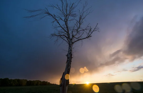 Storm Landschap Boom Druppels — Stockfoto