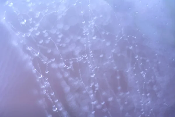 Vatten Droppar Morgon Ljus Stockbild