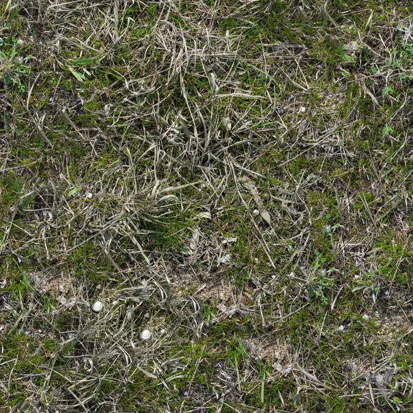 Grasstructuur. — Stockfoto