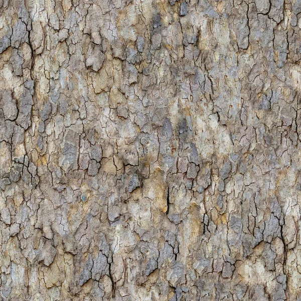 Maple Bark. Seamless Texture. — Stock Photo, Image