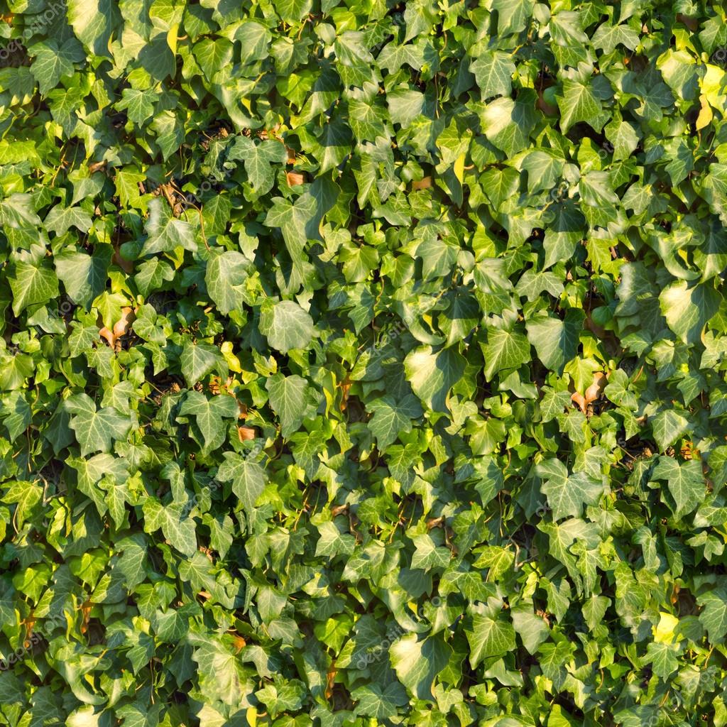 Ivy. Seamless Texture. — Stock Photo © tashatuvango #22588573
