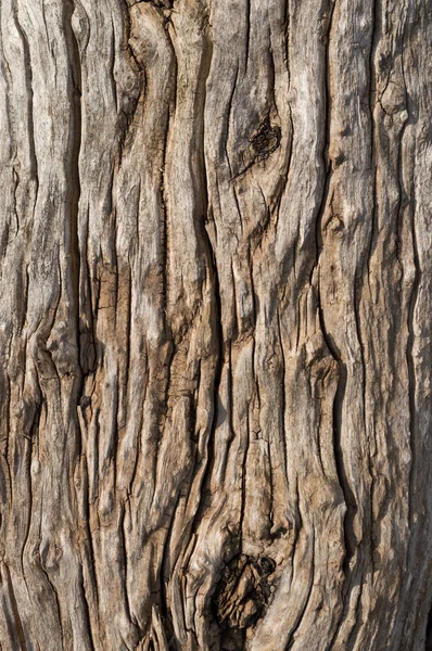 오래 된 나무 배경. — 스톡 사진