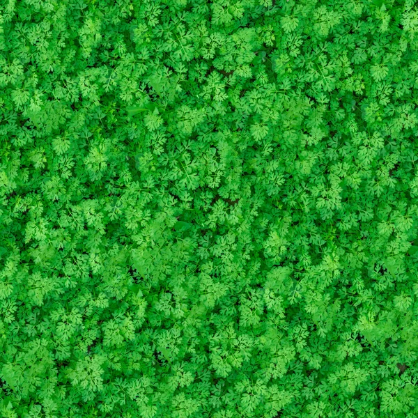 Seamless Texture. Green Meadow Grass. — Stockfoto