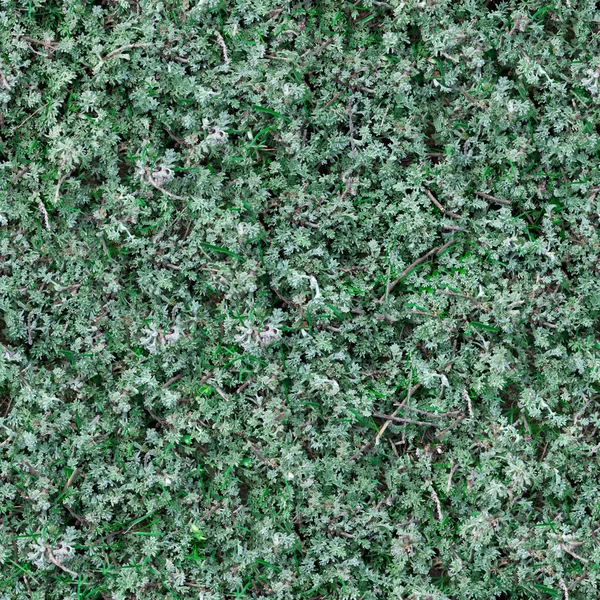 Nahtlose Textur von Salbei-Pinsel. — Stockfoto