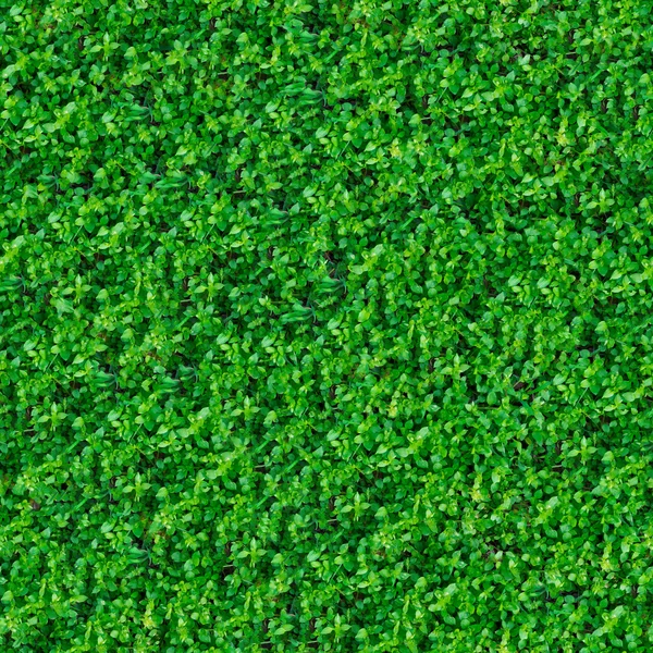 Seamless Texture. Green Meadow Grass. — Stock Photo, Image