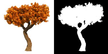 sonbahar ağacı beyaz arkaplanda izole edildi.