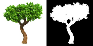 beyaz arkaplanda izole edilmiş yeşil ağaç.