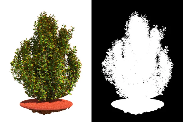 Fading Bush with Detail Raster Mask. — Stock Photo, Image