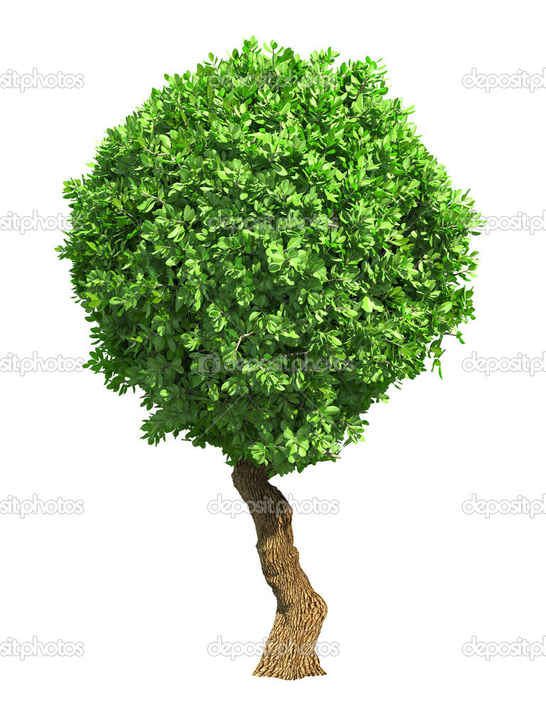 Albero rotondo verde isolato su sfondo bianco . — Foto stock di ©  tashatuvango #39877259, image size:768x1024