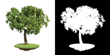 beyaz arkaplanda izole edilmiş yeşil ağaç.