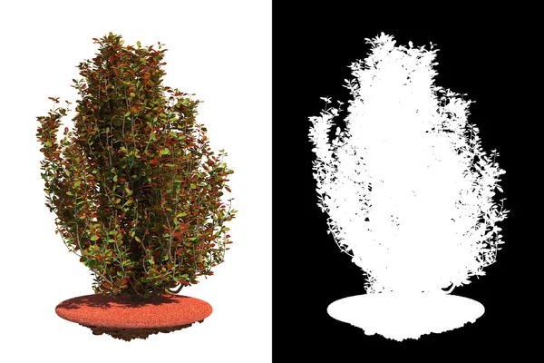 Arbusto decorativo isolato su sfondo bianco . — Foto Stock