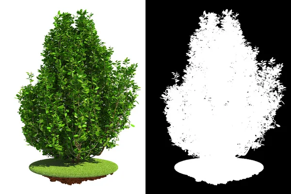 Зеленый кустарник с детальной растровой маской . — стоковое фото