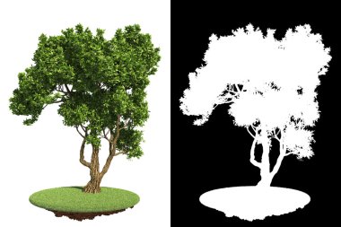 beyaz arkaplanda izole edilmiş yeşil ağaç.