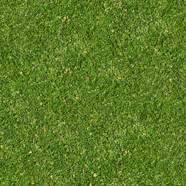 Grönt gräs. smidigt beläggningsbar konsistens. — Stockfoto