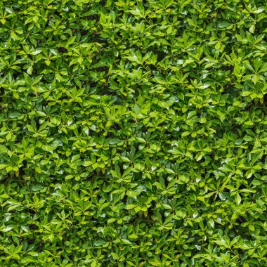 arbusto verde. textura Enlosables sin fisuras.