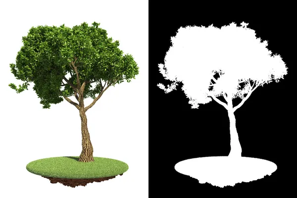 Albero verde isolato su sfondo bianco. — Foto Stock