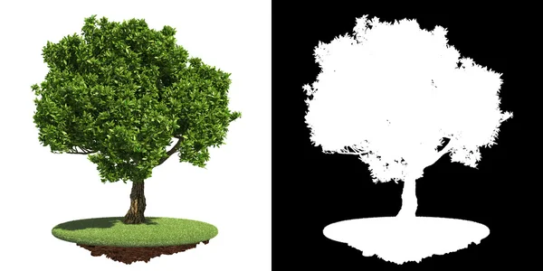 Rigoglioso albero verde isolato su sfondo bianco . — Foto Stock