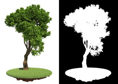 Beyaz arkaplanda izole edilmiş ağaç.