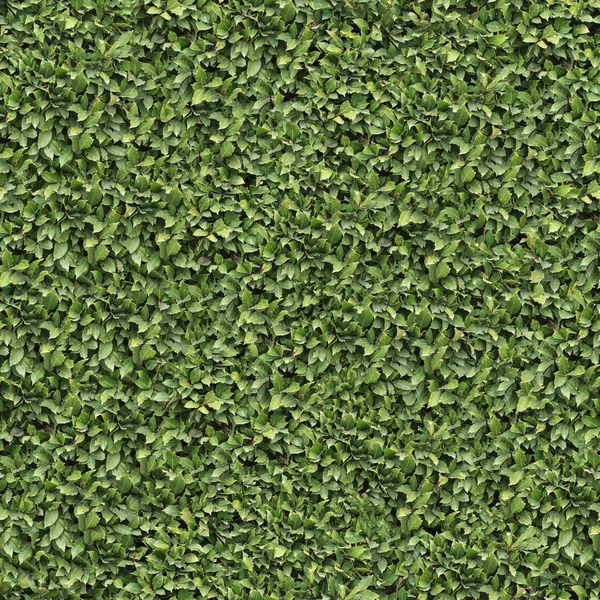 Laurel Bush Surface. Seamless Texture. — Stock Photo, Image