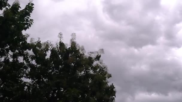 Ramos Teca Balançando Pelo Vento Forte Antes Chuva Nuvens Chuva — Vídeo de Stock