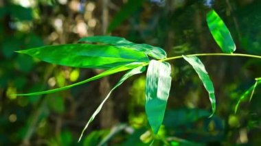 Bambu yaprakları rüzgarda hareket ediyor. Baharın renkleri. Parlak yeşil bambu yaprakları sabah.