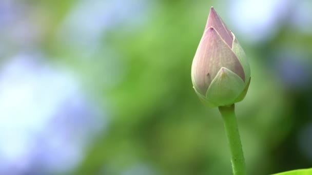 Zoom Arrière Scène Fleur Lotus Dans Étang Jardin Botanique — Video