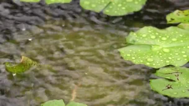 Rain Falling Pond Rain Dizzling Surface Water Pond Drops Water — Stock Video
