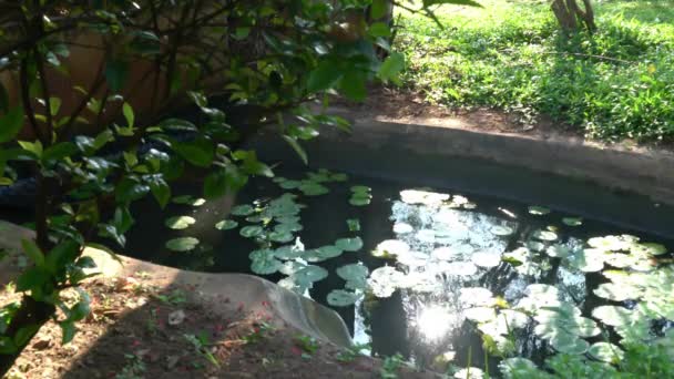Morning View Sun Rays Reflecting Surface Water Lotus Pond — Stock Video