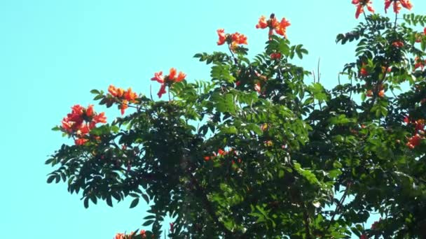 나비가 하늘을 가운데바람에 하늘을 배경으로 흔들리고 아프리카의 아름다운 꽃들이 — 비디오
