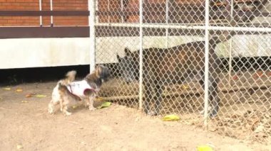 Küçük şirin köpek bir evin yakınındaki köpek kulübesinde yeri mıncıklıyor ve büyük olanla alay ediyor..