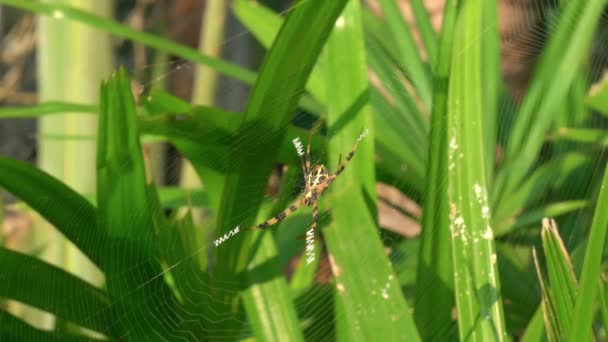 Zoom Scene Beautiful Spider Web Green Leaves Background View Spider — Stok Video