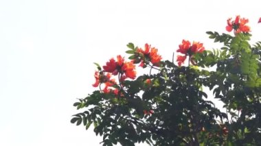 Orange beautiful African Tulip flower swaying by the wind against the sky. Blooming African Tulip on a tree in botanical garden.